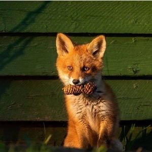 Meet your Posher, Molly